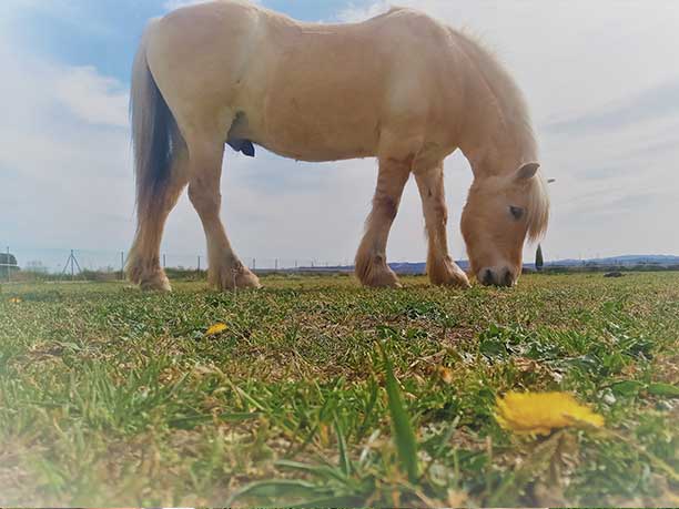 Caballo en pastos